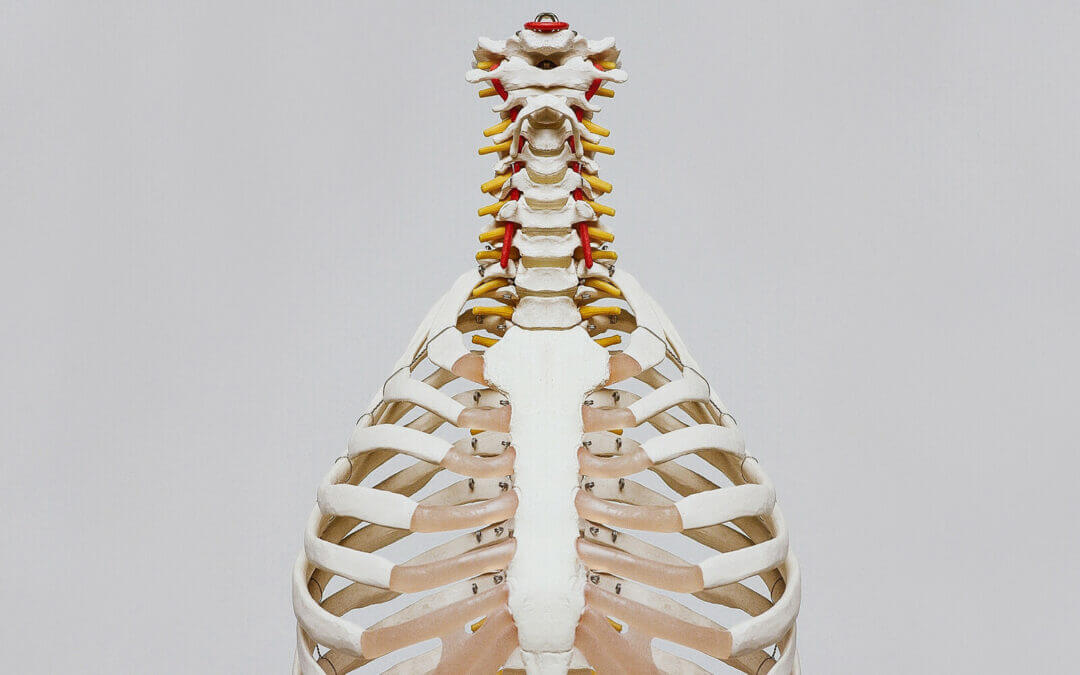 Polestar Anatomy